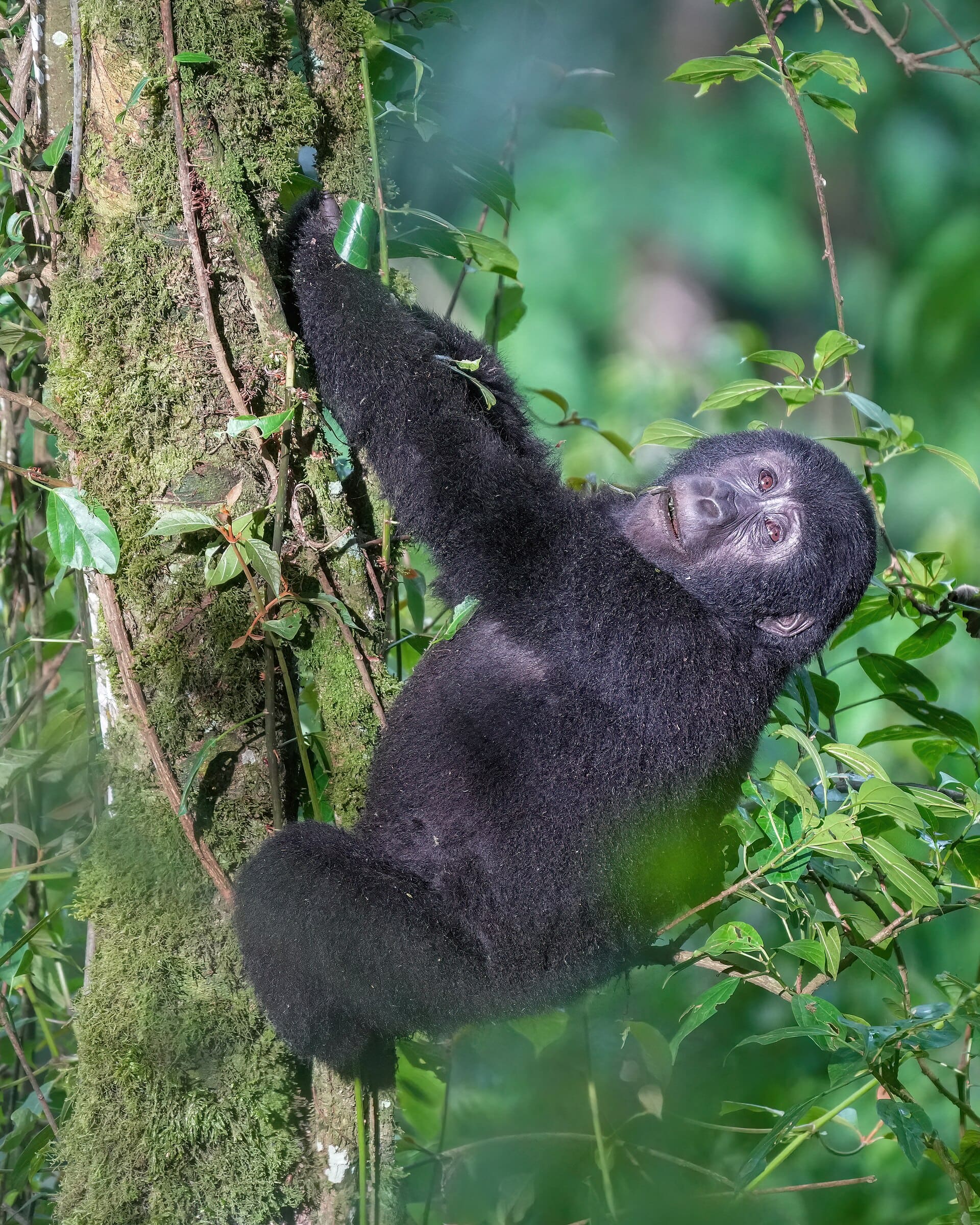 A young mountain gorilla climbing a mossy tree in Uganda's Bwindi Impenetrable Forest.
