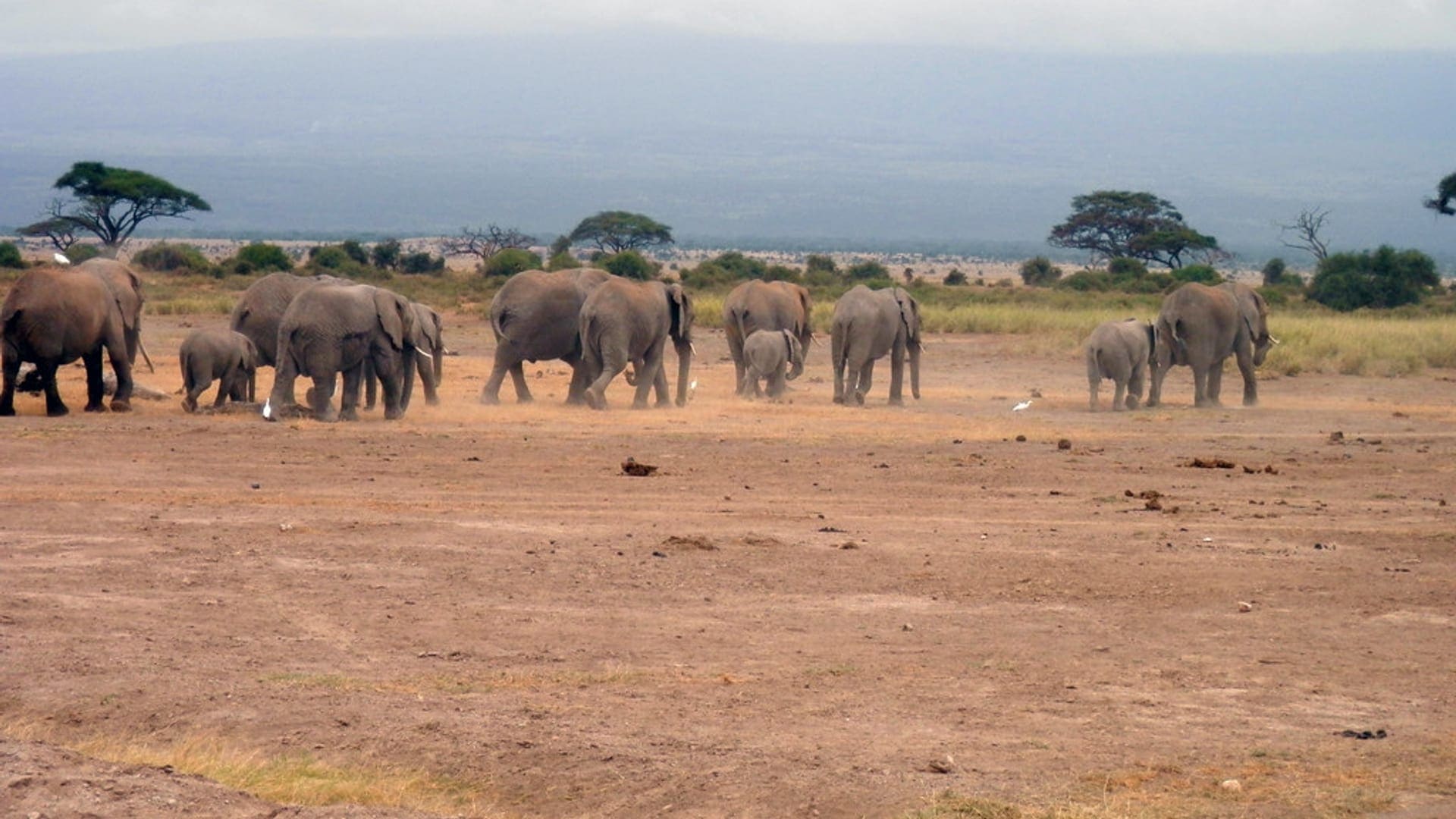 A herd of elephants crossing the open plains of Amboseli beneath a wide sky.