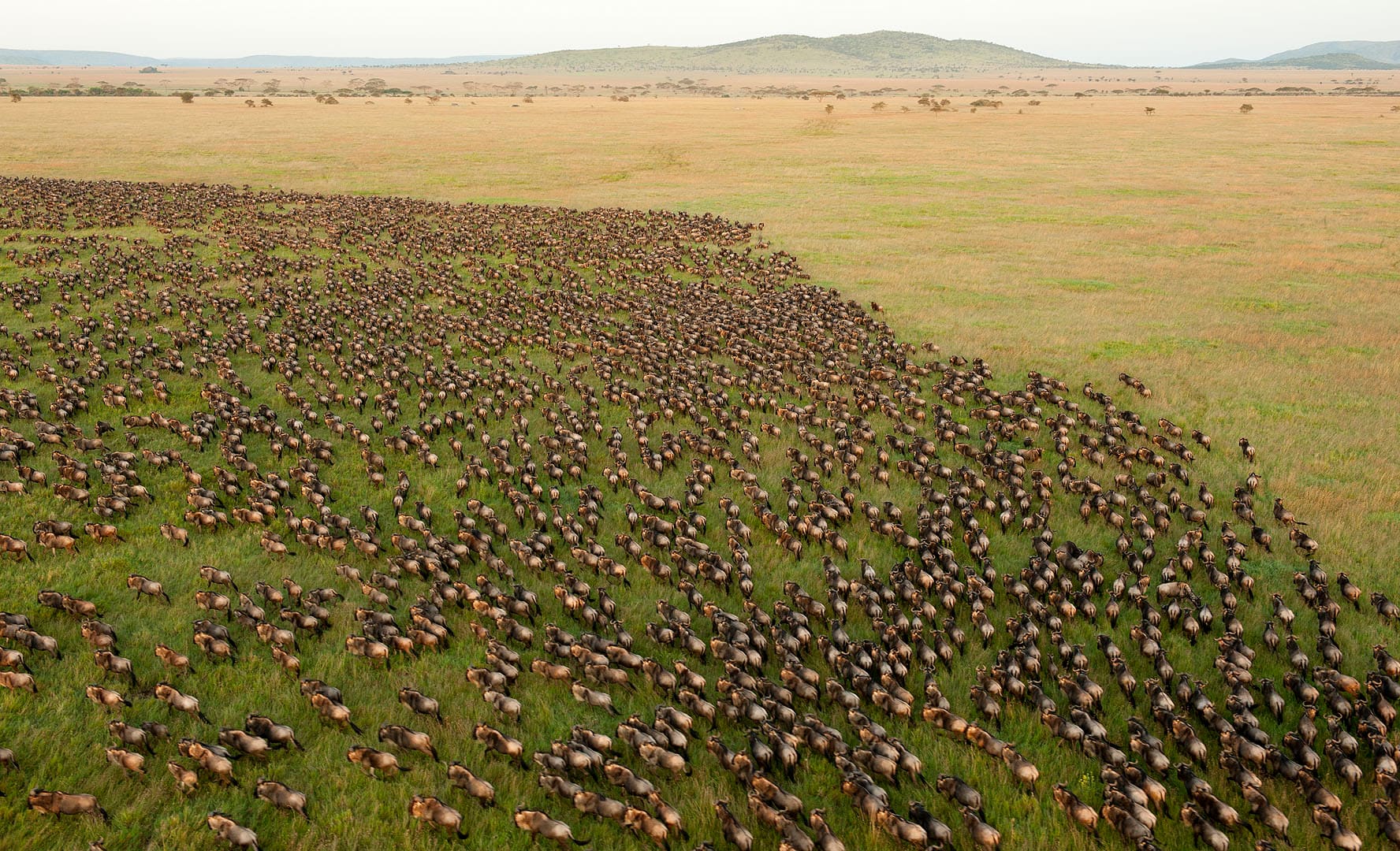 Thousands of wildebeest streaming across the plains during the Great Migration.
