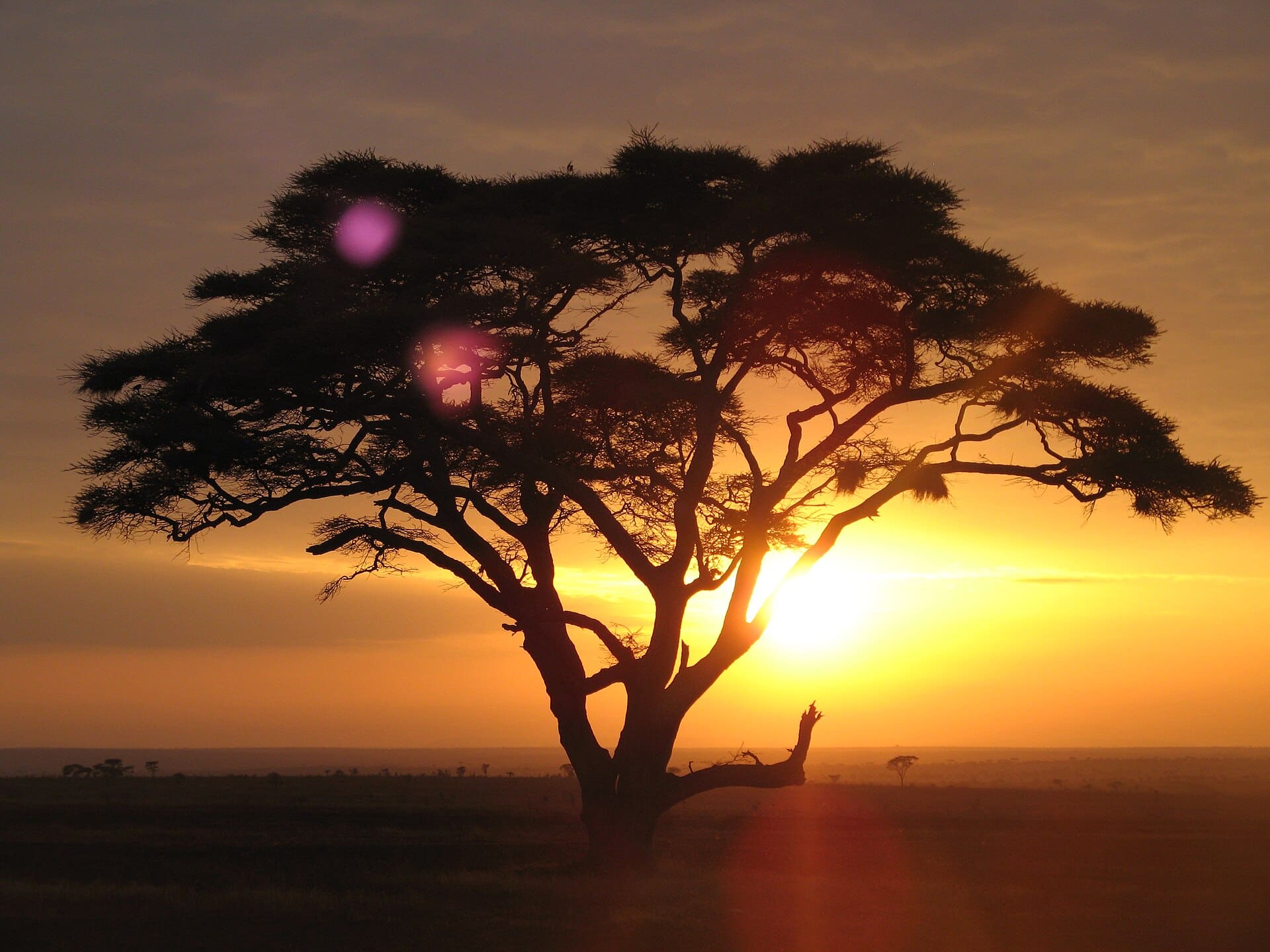 A lone acacia tree silhouetted against a burning orange sunrise over the Serengeti plains.